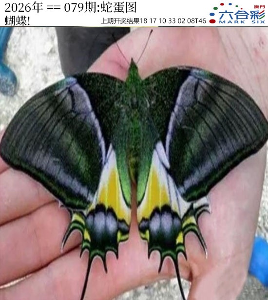 079期正版蛇蛋图[图]